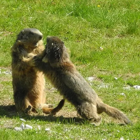 Haus Mondelli סאס-אלמאגל